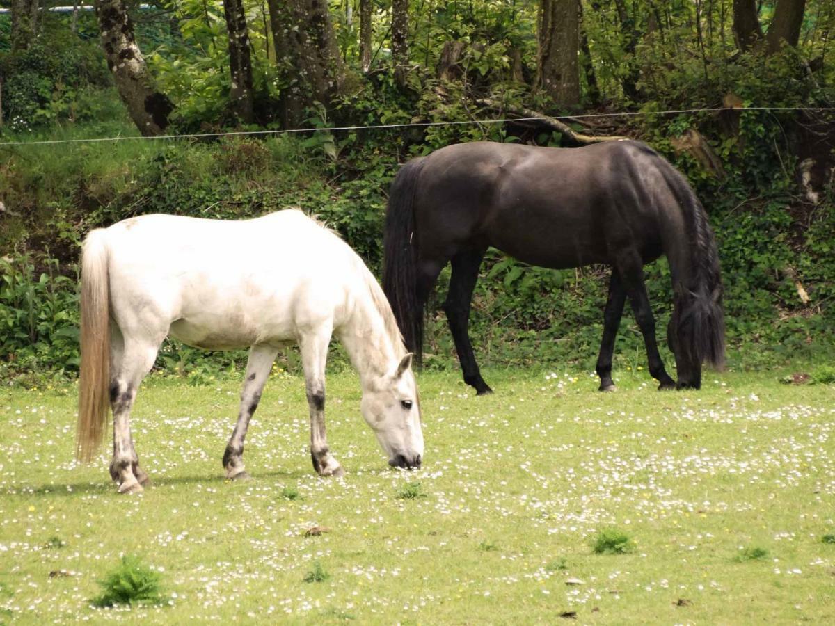 Une Roulotte Et Des Chevaux Treffléan Eksteriør billede